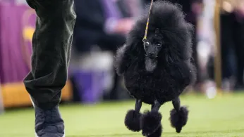 Couples at the Westminster Show Bond Over Dogs, and Each Other